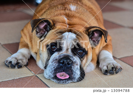 Bull dog Bull dog 13094788