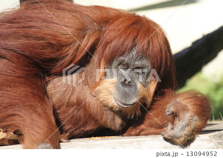 オランウータン 13094952