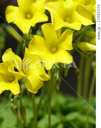 黄色のオキザリス セルヌア オオキバナカタバミ 大黄花片喰 の写真素材