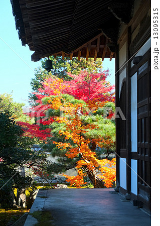 鹿王院　舎利殿から見た紅葉 13095315