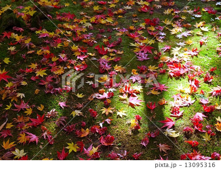 鹿王院の散り紅葉 13095316
