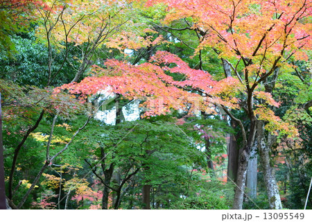秋の西明寺 秋の西明寺 13095549