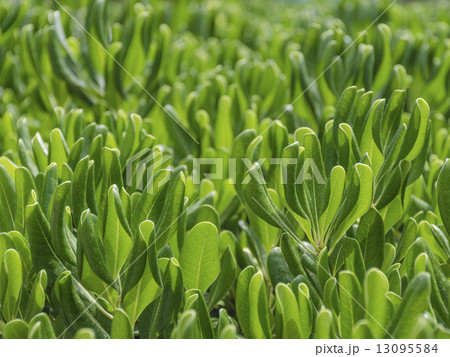 Green leaf background Green leaf background 13095584