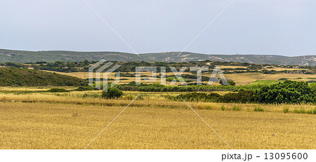 Rhodes rural landscape with yellow green dry field under cloudy sky 13095600