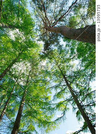 樹木 13095735