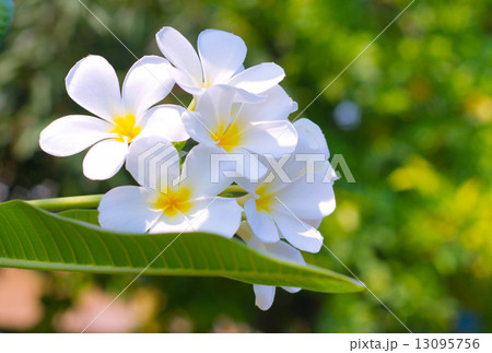 Frangipani Flower Frangipani Flower 13095756