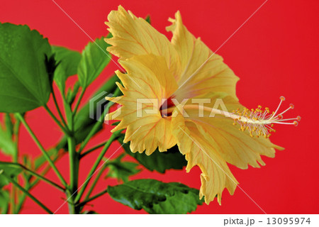 hibiscus bloom 13095974