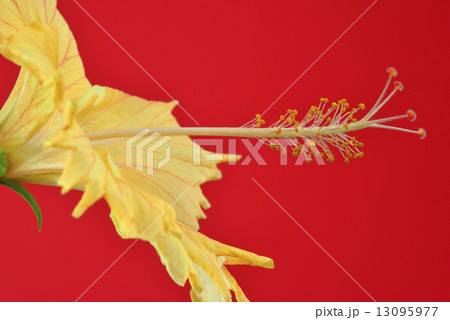 hibiscus bloom hibiscus bloom 13095977