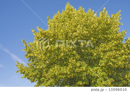 lime-tree blossom 13096010