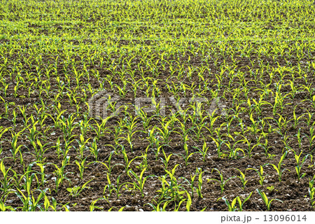 corn seedlings 13096014