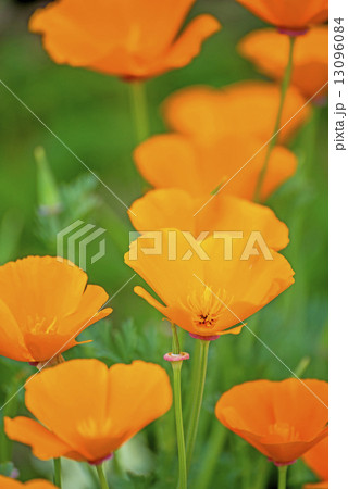 Californian poppy 13096084