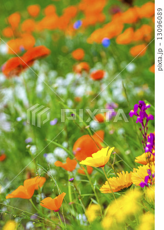 Meadow with colorful flowers 13096089