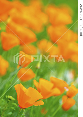 Californian poppy Californian poppy 13096092