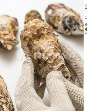 牡蠣 牡蠣 13096168