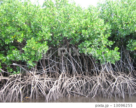 ヤップ島のマングローブ ヤップ島のマングローブ 13096255