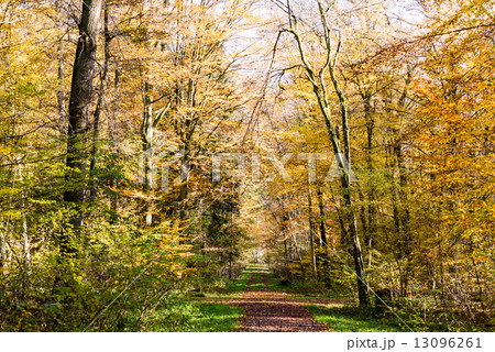 Pathway through the autumn forest Pathway through the autumn forest 13096261