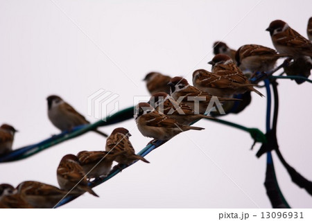 スズメ スズメ 13096931