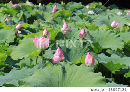 特別名勝「栗林公園」北庭、芙蓉沼の蓮 13097121
