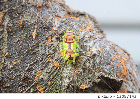 毒虫（イラガの幼虫） 13097143