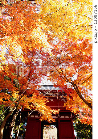 本土寺の紅葉 13097166