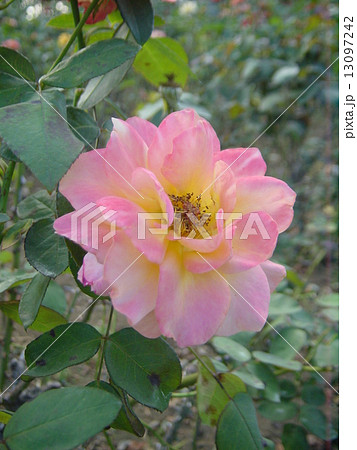 バラの花 品種名 アンネの思い出 バラの花 品種名 アンネの思い出 13097242