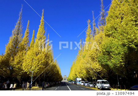 神宮外苑の銀杏並木 13097494