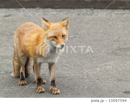 キタキツネ 横 の写真素材