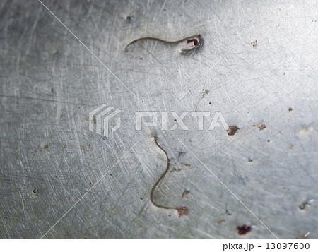 アニサキス 13097600