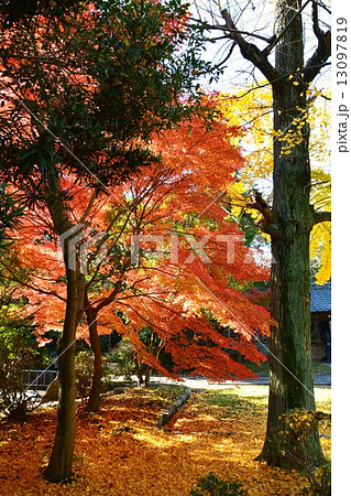 乾坤院 境内の紅葉 乾坤院 境内の紅葉 13097819