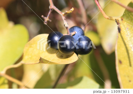 アオツヅラフジの実 アオツヅラフジの実 13097931