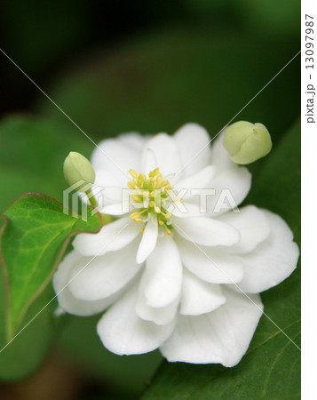 八重ドクダミ 13097987