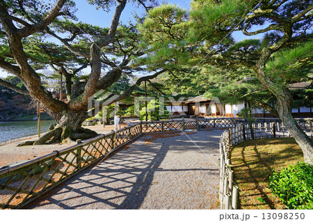 栗林公園の根上り五葉松 栗林公園の根上り五葉松 13098250