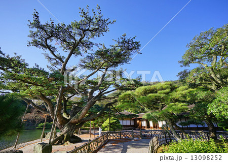 栗林公園の根上り五葉松全景 13098252