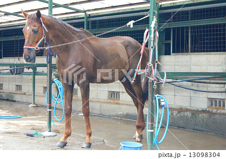 馬の手入れ（乗馬クラブにて） 13098304