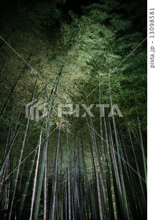 竹林のライトアップ 竹林のライトアップ 13098581