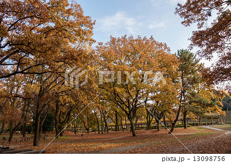 秋の公園　その2 13098756