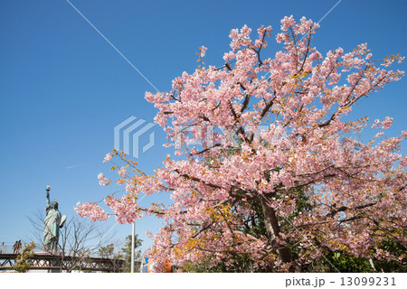 お台場の河津桜 13099231