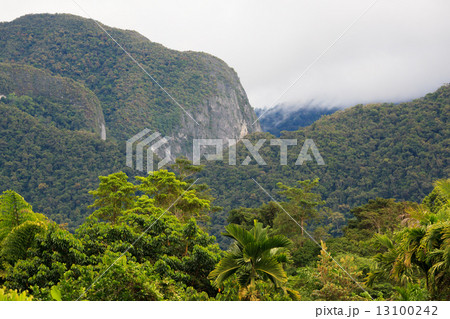 Exotic rainforest landscape Exotic rainforest landscape 13100242