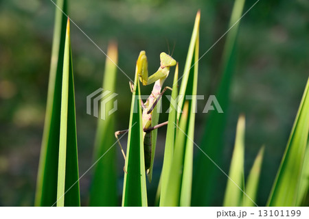 green praying mantis on the plant 13101199