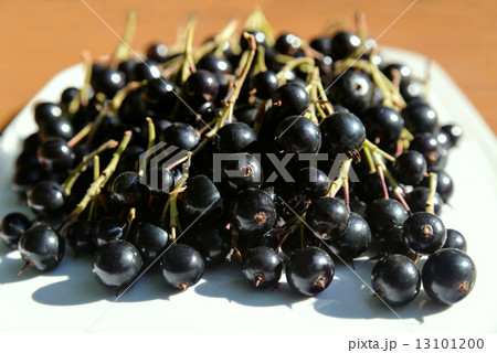 Berries of a black currant Berries of a black currant 13101200