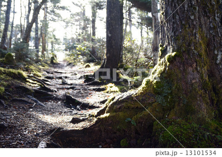 奥秩父縦走路 奥秩父縦走路 13101534