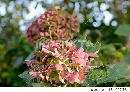 天然のドライフラワー 13102258