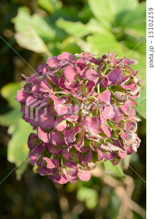 天然のドライフラワー 13102259