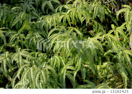 タマシダ 13102425