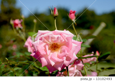 ピンク・パルフェ 13102493