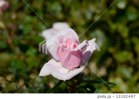 プチ・トリアノン プチ・トリアノン 13102497