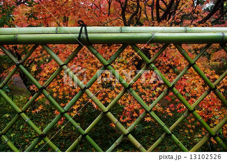 紅葉の庭園 13102526