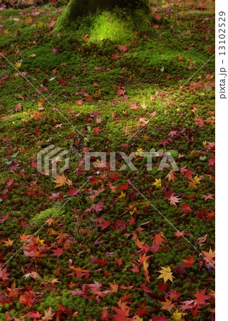 紅葉の苔庭 13102529