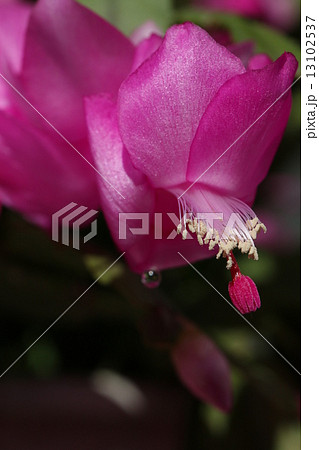 シャコバサボテン 13102537