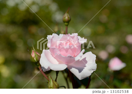 プチ・トリアノン 13102538